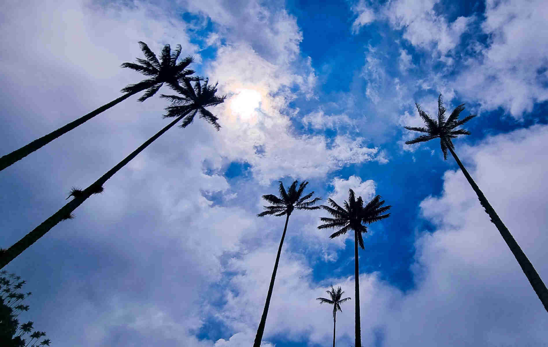  Bogota -> Peirera -> Salento -> Valle de Cocora