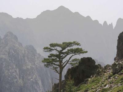 Corsica GR20 Nord-Sud – Étape 2 – Ortu di u Piobbu - Carozzu