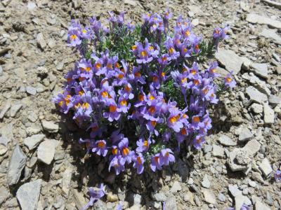 Alpes Gr 5 Sud - Modane Menton – Étape 6 – Ceillac - Maljasset
