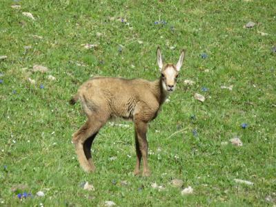 Alpes Gr 5 Sud - Modane Menton – Étape 8 – Chiappera - Larche