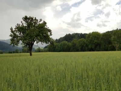 Hommage aux Origines – Étape 7 – Badesee Whyl > Oberried
