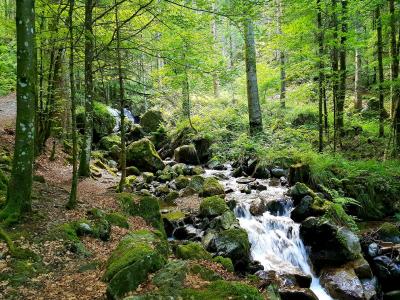 Hommage aux Origines – Étape 8 – Oberried > Ühlingen
