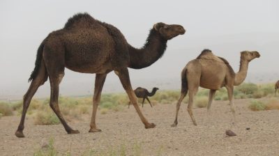 Désert dans la vallée du Drâa. — étape 1 : Marrakech > Zagora