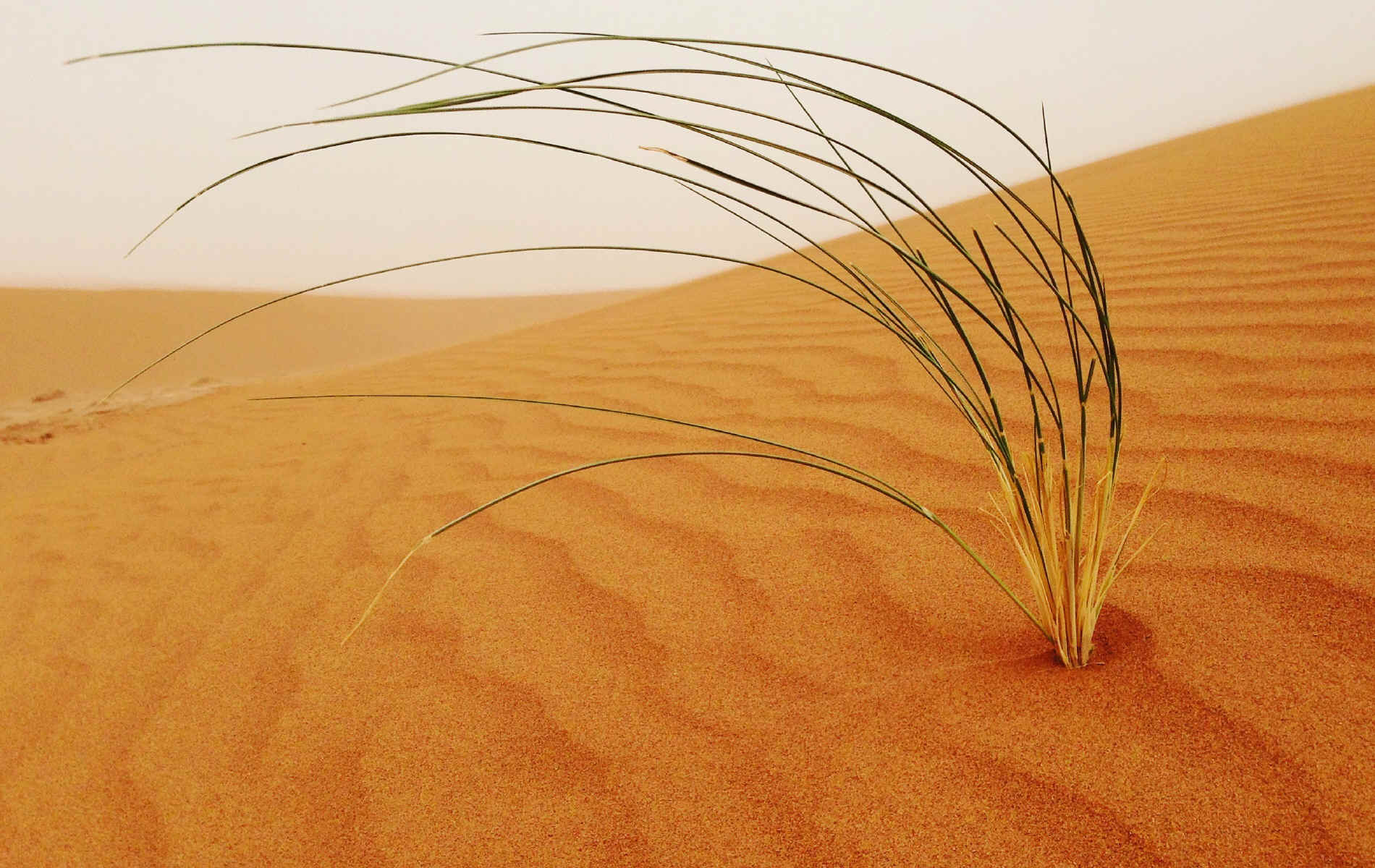 Désert dans la vallée du Drâa. — étape 4 : Oued de Lmhaser > Dunes de Chegaga