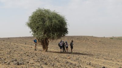 Désert dans la vallée du Drâa. — étape 4 : Oued de Lmhaser > Dunes de Chegaga