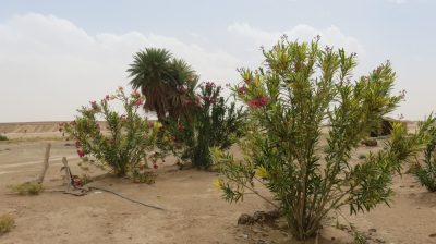 Désert dans la vallée du Drâa. — étape 4 : Oued de Lmhaser > Dunes de Chegaga