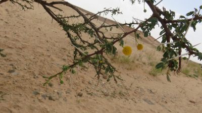 Désert dans la vallée du Drâa. — étape 4 : Oued de Lmhaser > Dunes de Chegaga