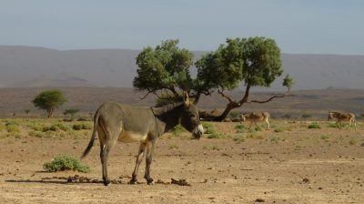 Désert dans la vallée du Drâa. — étape 6 : Dunes Barcanes > Oasis Achguig > Col et Oasis Laiouge