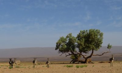 Désert dans la vallée du Drâa. — étape 6 : Dunes Barcanes > Oasis Achguig > Col et Oasis Laiouge