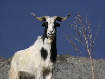 Népal : La vallée de Nar - Phoo – Étape 13 – Nawal - Manang
