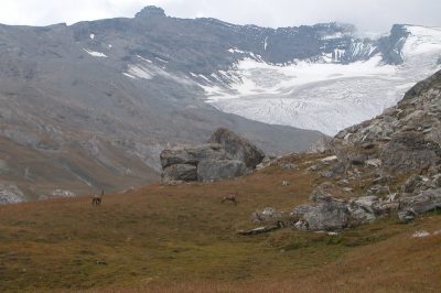 Tour du Grand Paradis — étape 5 : Bassac Béré, Traversière et Bezzi..