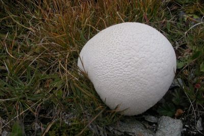 Tour du Grand Paradis — étape 5 : Bassac Béré, Traversière et Bezzi..