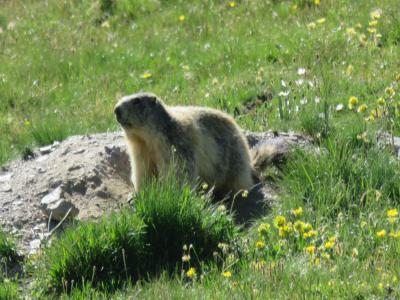 Alpes Queyras - Ubaye – Étape 5 – Fonts de Cervières - La Chalp