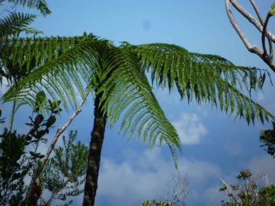 Île de la Réunion – Étape 14 – Piton de la Fournaise - Basse vallée - Vincendo
