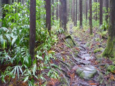 Île de la Réunion – Étape 8 – Piton des Neiges - Hell Bourg